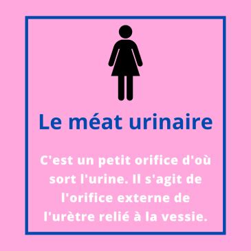 méat urétral|Le meat urinaire : tout ce quil faut savoir et comment le trouver